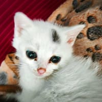 Brownie, chat à adopter