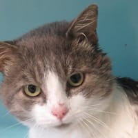 MUFFIN, chat à adopter