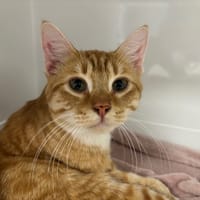 LULU, chat à adopter