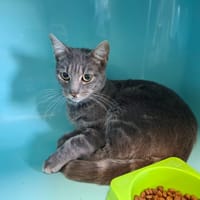Elise, chat à adopter