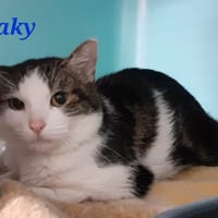 Kaky, chat à adopter