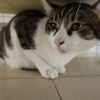 semion, chat à adopter