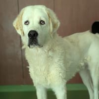 MYRKO, chien à adopter