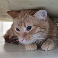 nafanya, chat à adopter