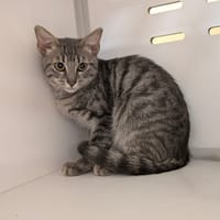WALLACE, chat à adopter