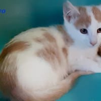 Kyo, chat à adopter