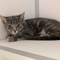 PANCAKE, chat à adopter