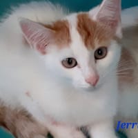 Jerri, chat à adopter