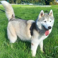 SAIKO QCN, chien à adopter