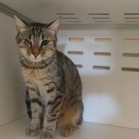 LUFFY, chatte à adopter