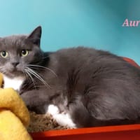Aura, chatte à adopter
