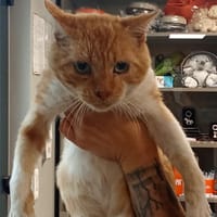 BUENO, chat à adopter