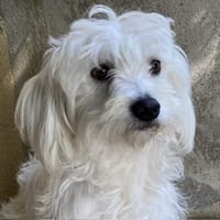 NAMATA (Réservée), chienne à adopter