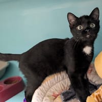 FILOU, chat à adopter