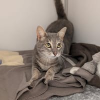 WINTER, chat à adopter