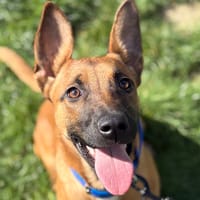 CHITA, chienne à adopter