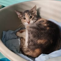 LUNARIA, chatte à adopter
