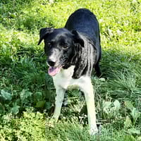 ROKY, chien à adopter