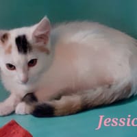Jessica, chatte à adopter