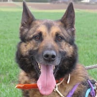 ASLO VAA, chien à adopter