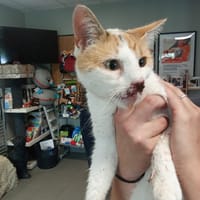 SORAYA, chatte à adopter