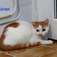 Shiran, chat à adopter