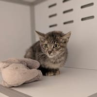 ABBY, chatte à adopter