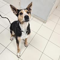 MOUETTE, chienne à adopter