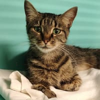 ANISI, chatte à adopter