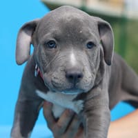 TEQUILADA, chienne à adopter