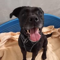 ROXA QCN (réservé), chienne à adopter