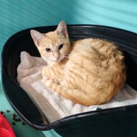 ALKEM, chat à adopter