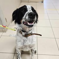KIWI, chien à adopter