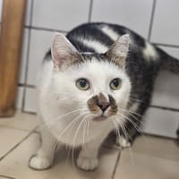 maliusea, chat à adopter