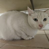 kotofey, chat à adopter
