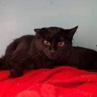 ROBINE, chatte à adopter