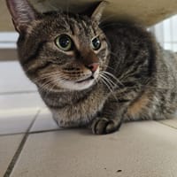 moisey, chat à adopter