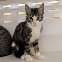 MOUSTACHE, chat à adopter