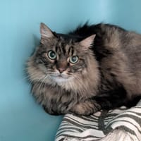 oreo, chat à adopter