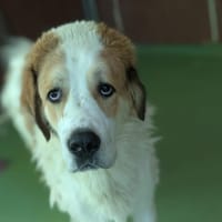 AIKO, chien à adopter