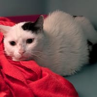 OUISTY, chat à adopter