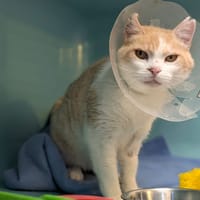 PILOU, chat à adopter