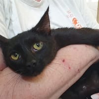 PAPILLON CHA c, chat à adopter