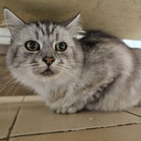 markiza, chatte à adopter