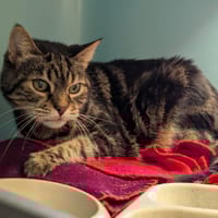 GARGOUILLE, chat à adopter