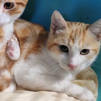 WILLIAMSON, chat à adopter