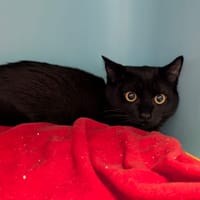 BATMAN, chat à adopter