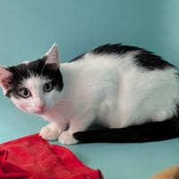 HELSINGA, chatte à adopter