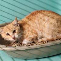 MYST, chat à adopter