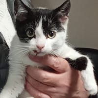 MALICIA, chatte à adopter